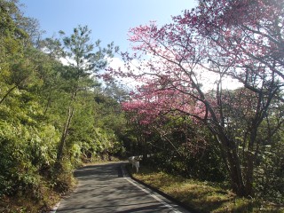 沖縄の山、名護岳のｻｸﾗ
