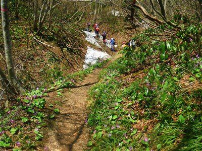 佐渡島のカタクリの登山道